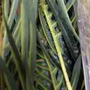 Nearly Natural 6.5ft Artificial Golden Cane Palm Tree, Lifelike Silk Indoor Palm With Three Textured Trunks Flexible Fronds Nursery Planter, Low Maintenance