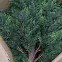 15.7 inch Height Set of Two Artificial Cypress Topiary  Breathe Life & Lushness into Any Space  Lifelike  UV-Resistant Great for Indoors & Outdoor - Easy to Install  Fade-Proof