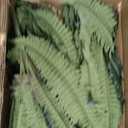 MARTINE MALL 2Pcs 48''/128 Leaves Artificial Ferns for Outdoors Look Real Fake Ferns, Large Faux Boston Ferns for Outdoor Planter Realistic UV Resistant Artificial Fake Plants for Porch Patio Hanging
