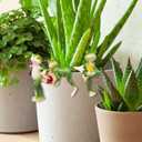 Miniature Frog Figurines Plant Decorations for Pots, 3Pcs Frog Statue Planter Hugger for Flower Yard Lawn Ornament