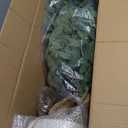 GarveeHome Ficus Artificial Tree with Curved Trunk，6 ft Faux Plant Fake Silk Trees with White Pot, Fake Ficus Tree for Home Decor, Artificial Plants Indoor for Office Living Room