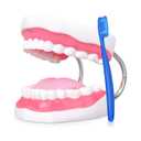 Ultrassist Ultrassist Mouth Model Metal Hinge for Speech Therapy, Ideal Brushing Teaching Dental Teeth Model for Kids and Children, 6 Times Enlarge, Includes Toothbrush