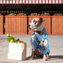 Weewooday 4 Pieces Small Pet Summer T-Shirts Hawaii Style Floral Pet Dog Shirt Breathable Cool Clothes Beach Seaside Puppy Sweatshirt for Puppy(Cute Style,X-Large)