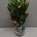 Artificial Potted Plants 15.7 inches Fake Orange Tree Artificial Citrus Fruit Plant with Black Pot Faux Plants Indoor for Home,Office, Living Room Table, Desk