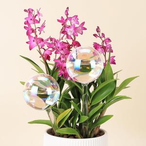 2 x 6.4 oz Medium Plant Self Watering Globes, Light Iridescent Glass Water Bulb for Indoor Plants Vacation Use, Automatic Plant Waterer, Watering Spikes Stakes, Perfect Gardening Gifts, 2 Pack