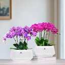 8 inch Orchid Pots with Holes for Repotting,Set of 1,Decorative African Violet Pots with Air-Pruning and Good Air Circulation,Plastic White Orchid Planter with Saucers