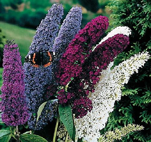 Seeds Butterfly Bush Giant Mix Buddleja Perennial Flowers for Planting 1000 Seeds