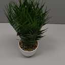 Briful Fake Plant 15 Artificial Palm Plant in White Pot Real Touch Faux Tropical Palm Tree Houseplant for Home Indoor Living Room Tabletop Balcony Decorations