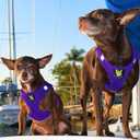 EcoBark Step in Dog Harness - Eco-Friendly Dog Harnesses for Dogs - Reflective and Adjustable Chest Body Halter Vest -Soft Luxurious Mesh (Purple, XL)