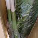 Keeplush 6ft Tall Triple Golden Cane Palm Artificial Tree 72inch Large Tropical Palm Tree UV Resistant Fake Plant in Pot for Indoor Outdoor Big House Living Room Outside Patio Office Home Decor 2Pack