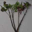 Artificial Branches With Flowers 4 Pack Mix