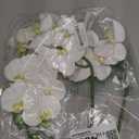 Fnize Orchid Stems Artificial Flowers Real Touch Latex Faux Phalaenopsis Branches 9 Large Blooms 38 Inches 2pcs White