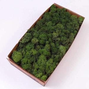 Preserved Reindeer Moss Natural Green DIY Kit Gardenning Art Wall Decor Florist Decor Easter Table Decor Wedding (0.85 lb)
