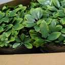 80x120 in (67 Sqft) Artificial Boxwood Green Grass Wall Hedge Roll