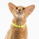 Safety Cat Collar - U.S. IDA Gold Awarding Design, Stretch Elastic Quick Release, Non Breakaway - Light Weight for Kitten, Neck Fit 7.8'-15.7' for All Small Large Cat,M(Sierra Blue)