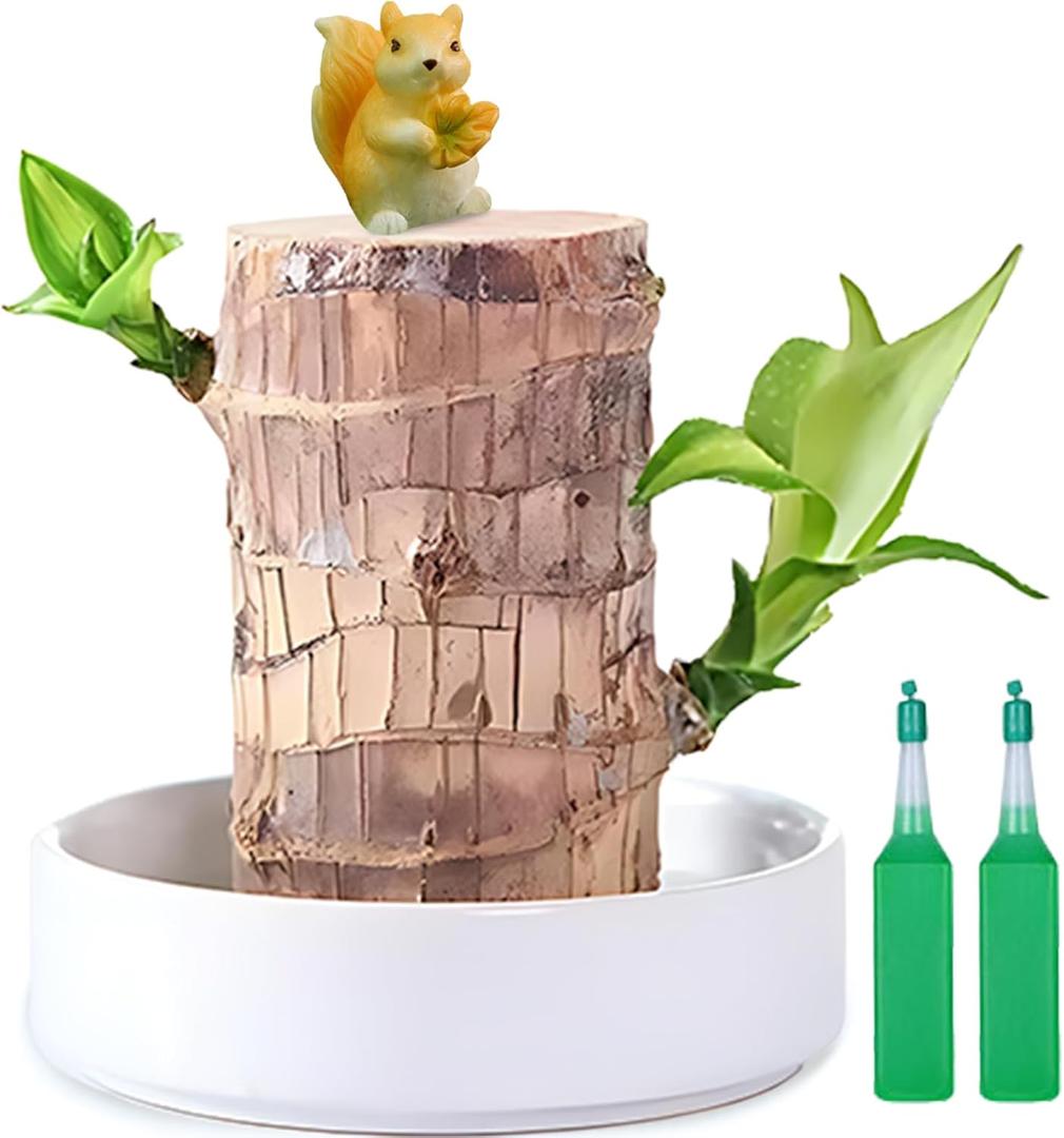 Brazilian Lucky Wood Plant,Fortune Brazil Wood Potted Plant with Squirrel,Mini Brazil Decoration, Mini Brazil Woods Indoor/Outdoor for Desk Decoration Home Office Decoration