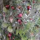 Candle Ring for Christmas Table Centerpiece Decoration, Artificial Red Berries Pine Cones Leaves Candle Ring Wreaths Small Wreaths for Candle Holder