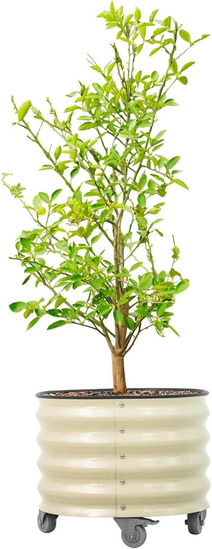 Rolling Metal Citrus Tree Planter Pot, 21 Round Planter Box for Porch Patio & Backyard, 20 Gallon Large Planter Pot with Wheels for Growing Olive Trees Tomatoes Vegetables and Flowers, Pearl White