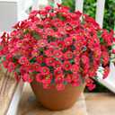 Daisy Artificial Flowers for Outdoors Summer Fall Decor, 6 Bundles Fake Mums Silk Flowers for Outside Look Real UV Resistant Fake Plants Faux Flowers for Planter Front Door Home Indoor Porch, Hot Pink