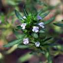 10 x Seeds Summer Savory Heirloom Herbs for Planting Non GMO 800 Seeds