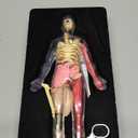 Dan&Darci Human Anatomy Squishy Body Model - Science Kits for Kids Ages 4-8 - STEM Toys for 4 5 6 7 8 Year Old Boy Birthday Gift - Learning Educational Toys for Ages 5-7 Boys Gifts - Skeleton Parts