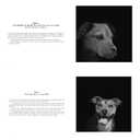 Abandoned: Chronicling the Journeys of Once-Forsaken Dogs