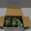Der Rose Set of 6 Succulents Plants Artificial in Pots Small Fake Plants for Halloween Decorations Bedroom Living Room Office Shelf Black Bathroom Decor