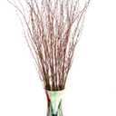 ECOVENIK 25 psc - Branches - 73 cm, Natural Birch Twigs, Pack of 20-25 Stems, Long for Floor vases, (Natural-Brown Color )