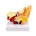 1.5X Enlarged Ear Model Anatomy - Outer, Middle, Inner Ear Structure with Base - Ideal for Doctors' Offices, Classrooms, and Desktop Display - QREBYQ Educational Ear Model
