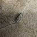 Soyoekbt Kids Reindeer Costume for Christmas Boy Girl Animal Onesies Pajamas for Xmas (8-10 Years, Brown)