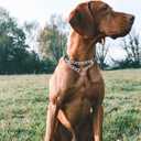 Alainzeo Reflective Martingale Dog Collars, Adjustable Soft Neoprene Padded Breathable Nylon Pet Collar for Puppy, Medium and Large Dogs,Blue,S