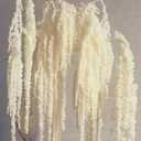 Glicrili 5Pcs Cream White Wisteria Vine Hanging Flowers - Dried Preserved Cream Hanging Amaranthus Flowers for Wedding Bouquet, Wall Decoration, Length Home Decor