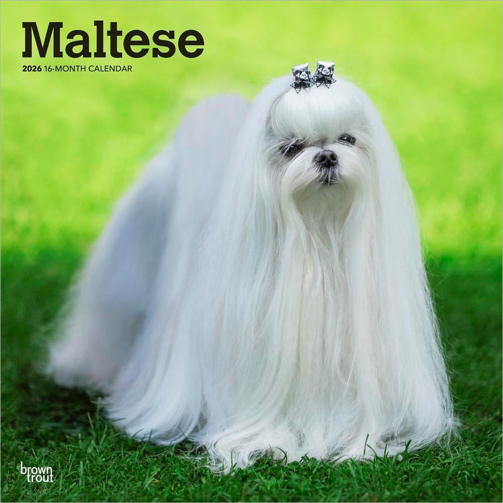 Maltese | 2026 12 x 24 Inch (Hanging) Monthly Square Wall Calendar | Plastic-Free | BrownTrout | Animals Small Dog Breeds