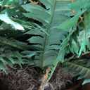 Artificial Ferns 25.6" Dia. - Faux Ferns for Outdoor Planter & Hanging - Fake Plant Shrubs for Home Garden Porch Farmhouse Decor (49 Fronds)