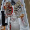 NEW HORIZON Human Medical Anatomical Life Size Skeleton Model,with Spinal Nerves,Muscle Insertion,Origin Points,Joint Ligaments, bent Spine,Includes Rolling Stand