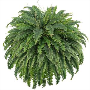 Fake Ferns, 50IN Single Realistic Large Faux Plants with 96 Fronds, Artificial Boston Ferns for Outdoors Home DIY Plant Wall Garden Porch Entrance Decor