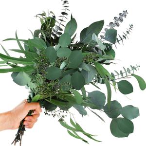 12Pcs Mixed Real Dried Eucalyptus Leaves Stems - Preserved Plant Branches, Silver Dollar Eucalyptus, Seeded Eucalyptus Bouquets for Vase Floral Arrangements Wedding Greenery Decor
