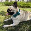 Dog Collar Bow Tie - Adorable Plaid Sturdy Soft Material&Leather Dog Collars for Small Medium Large Dogs Breed Pup Adjustable 12 Colors and 3 Sizes (Cyan Plaid, M 13"-18")