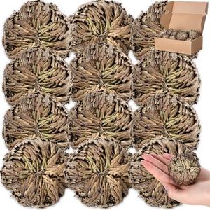 Nuanchu 12 Pack Rose of Jericho Resurrection Plant Dried Jericho Rose Selaginella Resurrection Grass Natural Fern Prayer Plant for Spiritual Purification Home Decor(Large Size)