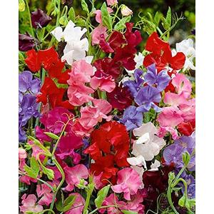 9 x 20+ Seeds Fragrant Sweet Pea Mix - Flower Multicolor