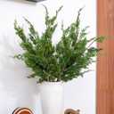 6PCS Christmas Pine Stems, 38 Real Touch Cypress Norfolk Pine Branches for DIY Garland Wreath Christmas Xmas Indoor Outdoor Holiday Decor Decorations