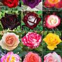100 PCS Dark Rose Mixed Color Rose Seeds Rare Garden Flower Seeds Heirloom