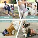 Female Dog Diapers 5Pcs - Premium Reusable Diapers for Doggie in Heat - Highly Absorbent Dog Diapers Female for Pet Incontinence with Adjustable Snaps, Breenish Lily Flower, S