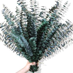 30Pcs Dried Eucalyptus Stems, 17" Real Preserved Eucalyptus Plant for Shower, Fresh Natural Branches for Vase, Eucalyptus Bundle for Home Decor, Wedding, Baby Shower, Bathroom