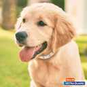 Hartz UltraGuard Flea & Tick Collar for Dogs and Puppies
