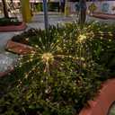 Solar Garden Firework Lights Outdoor Waterproof, 2 Pack 200 LED 8 Lighting Modes Sparklers Solar Twinkling Starburst Lights for Yard Flowerbed Pathway Fence Decorations, Warm White