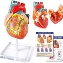 Human Heart Model For Anatomy - 2 Part Life Size Medical Heart Model