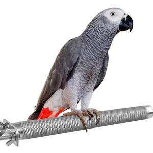 KATUMO Bird Perch - Stainless Steel - Rough Surface Stand for Small to Medium Parrots (9.8 x 1.0 inch)