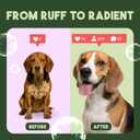 TropiClean Dog Conditioner, Easy Detangling & Moisturizing Conditioner, Puppy Safe, Made in The USA, Kiwi & Cocoa Butter Scent, 20oz. (0.16 Gallon (Pack of 1))