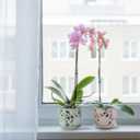 HERDUK Ceramic Orchid Pot, Orchid Pots with Drainage Holes & Saucer 6.5 Inch,Orchid Pot for Repotting Indoor, Orchid Containers with Precise Aeration & Drainage